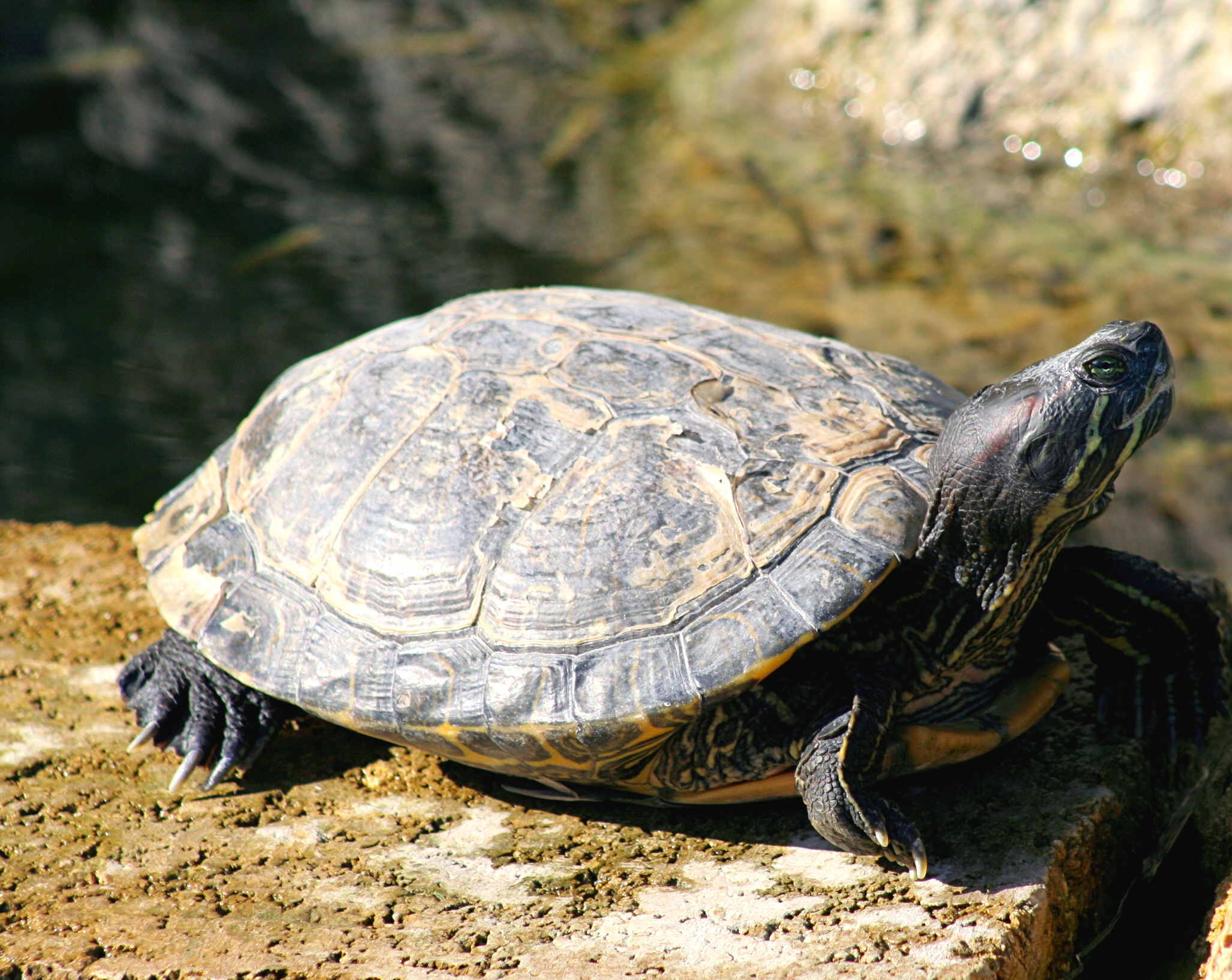 a turtle sitting on top of a large rock