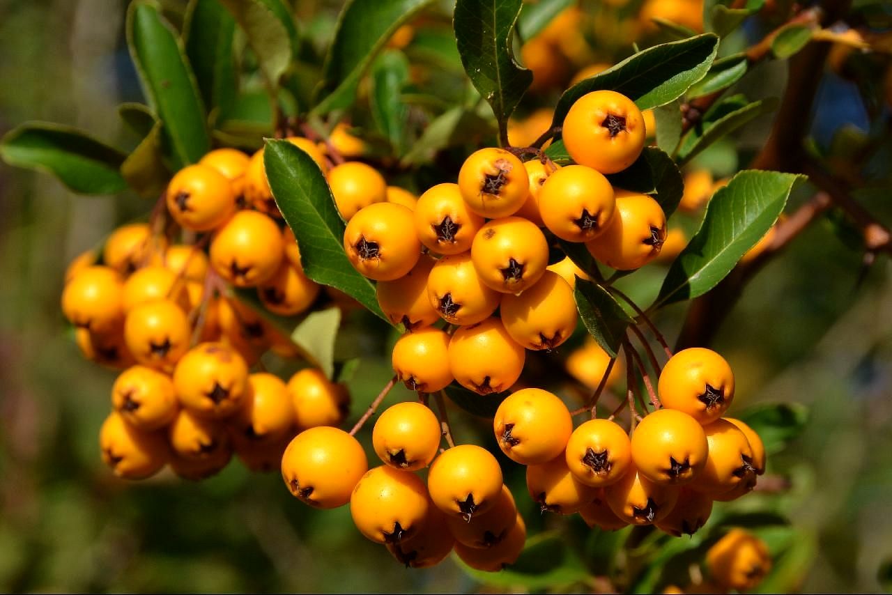 small orange berries on a tree with green leaves