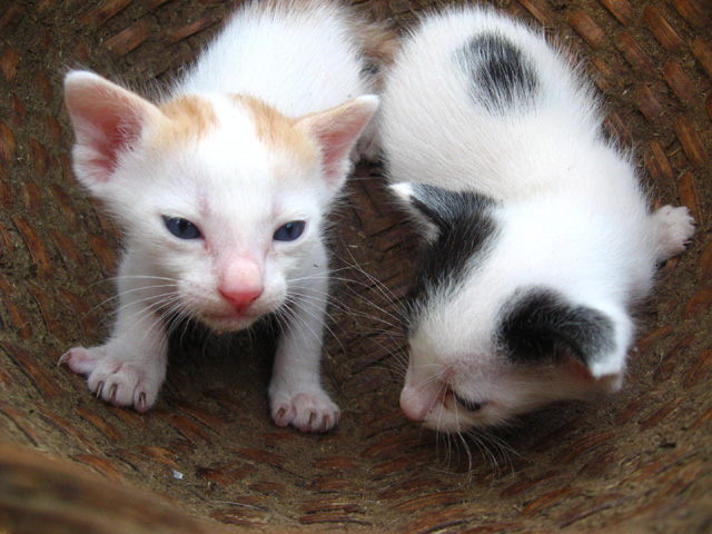 two black and white cats laying inside of a basket