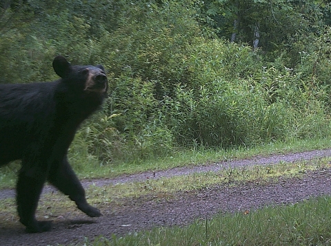 two bears are walking on the road towards a forest
