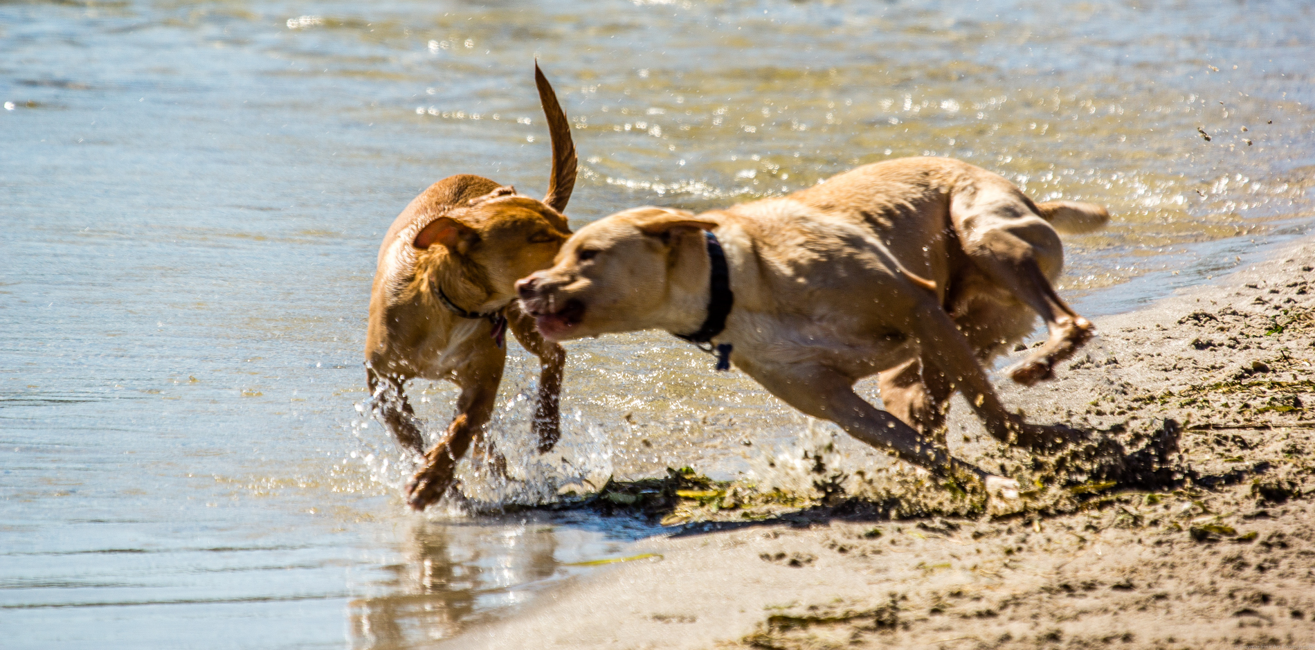 two dogs playing in the water at the beach