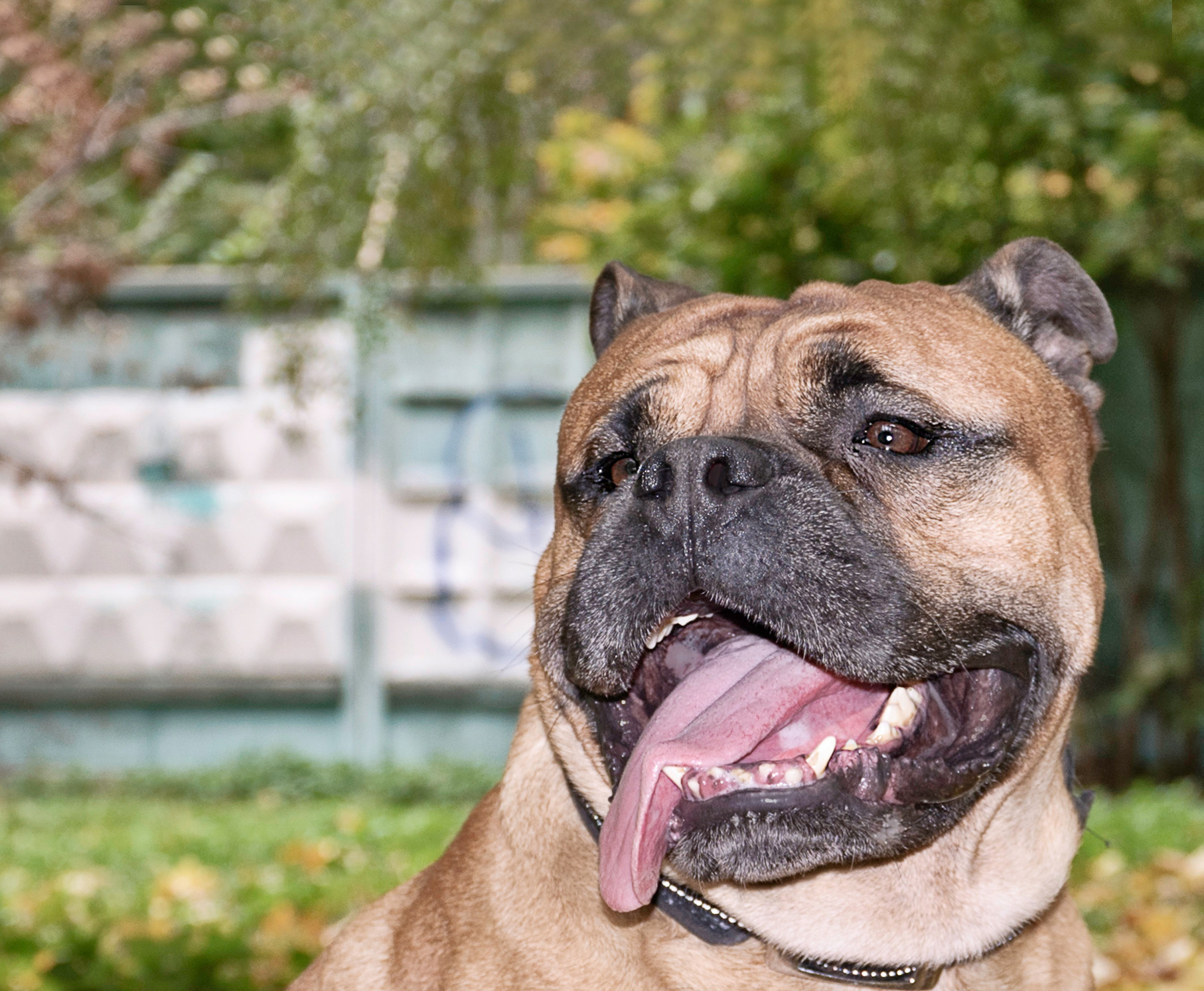 a close up of a dog panting in the park
