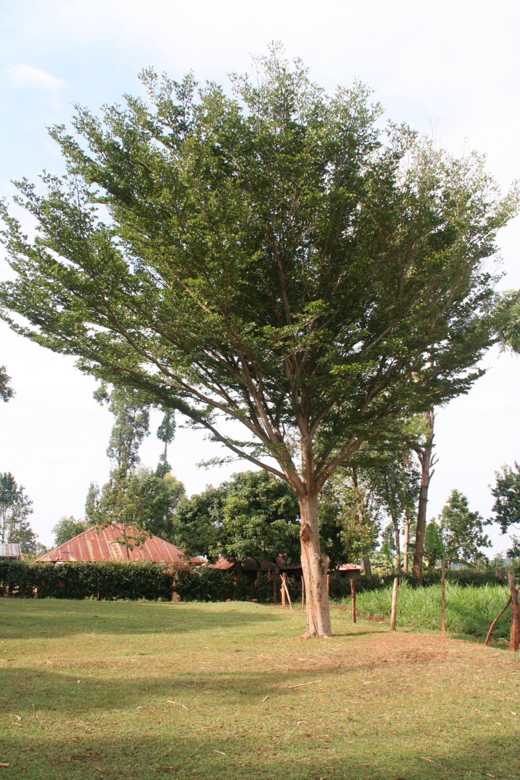 there is a large tree and some animals in the yard