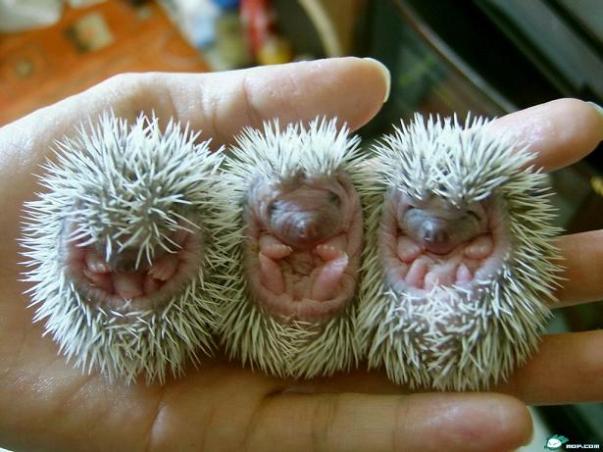 three small animal cubs are sitting in a man's hand