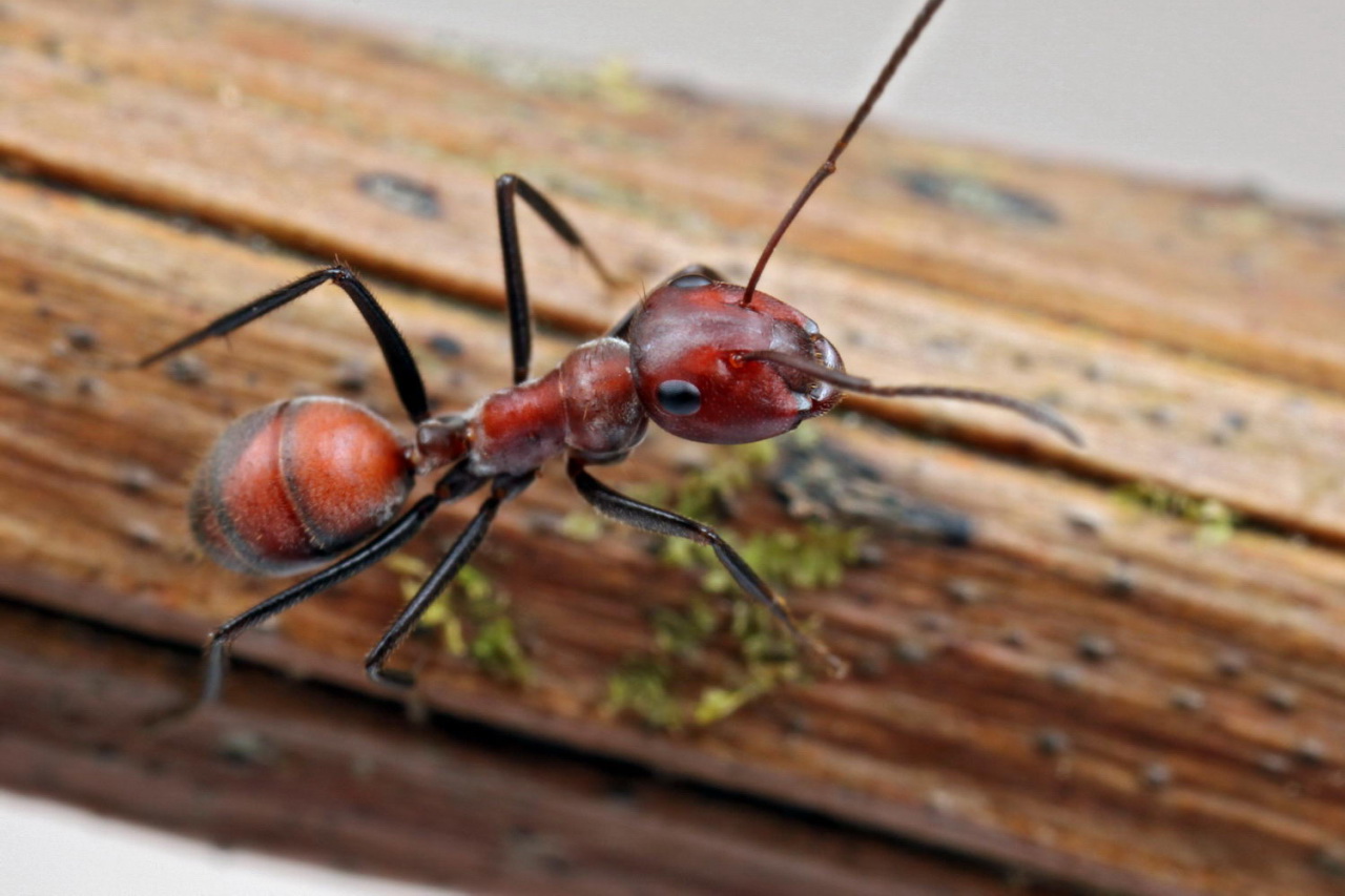 this is an ant insect standing on some wood
