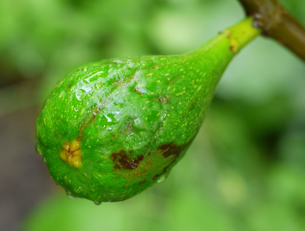 green fruit hanging off of a tree nch