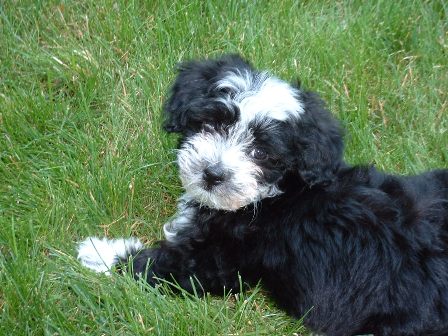 small black and white dog on some green grass