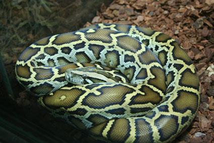 a blue and green snake with yellow patterns on its chest