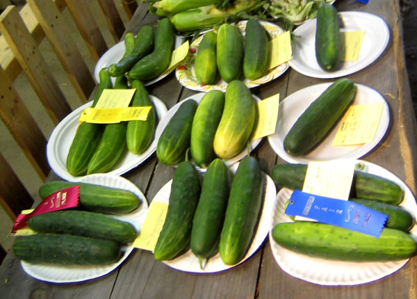 green and yellow cucumbers are on white plates