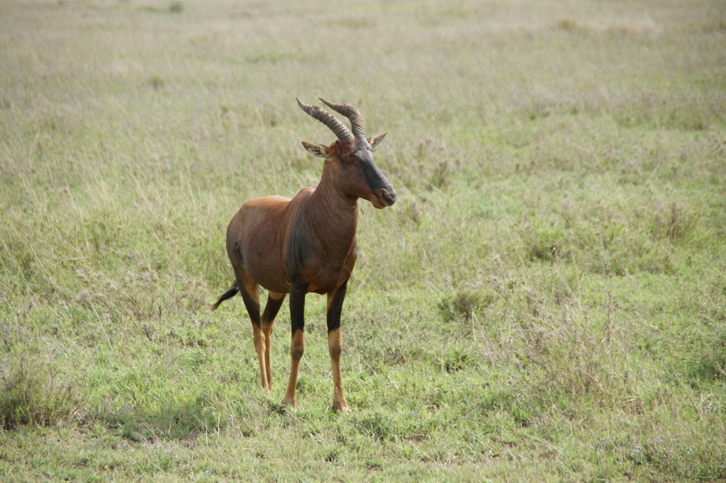 a wild goat in the middle of a field with no other animals