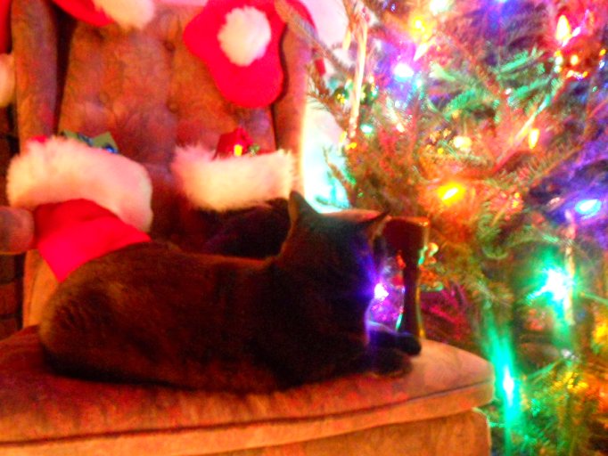 black cat sitting on an old chair near a christmas tree