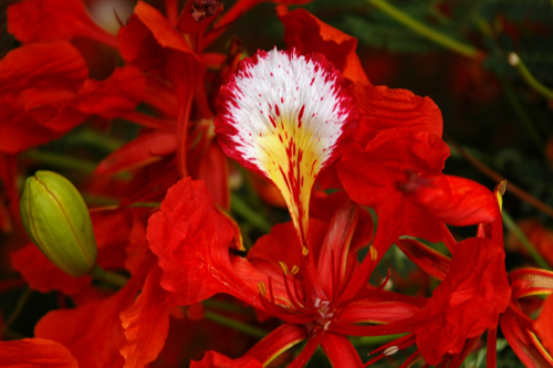 a red flower with a white center and yellow center