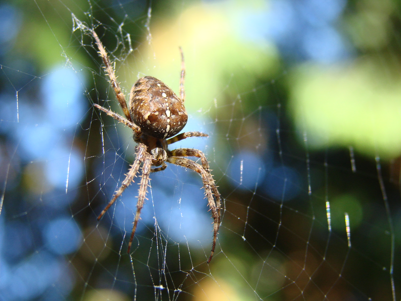 a spider in a web is eating soing