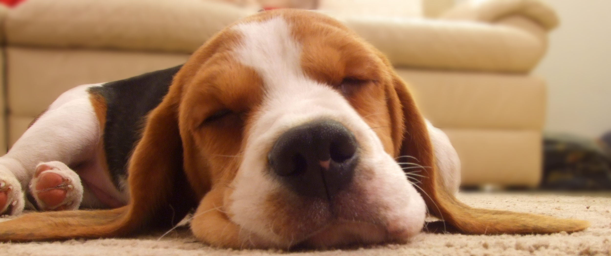 this beagle is laying down in the living room