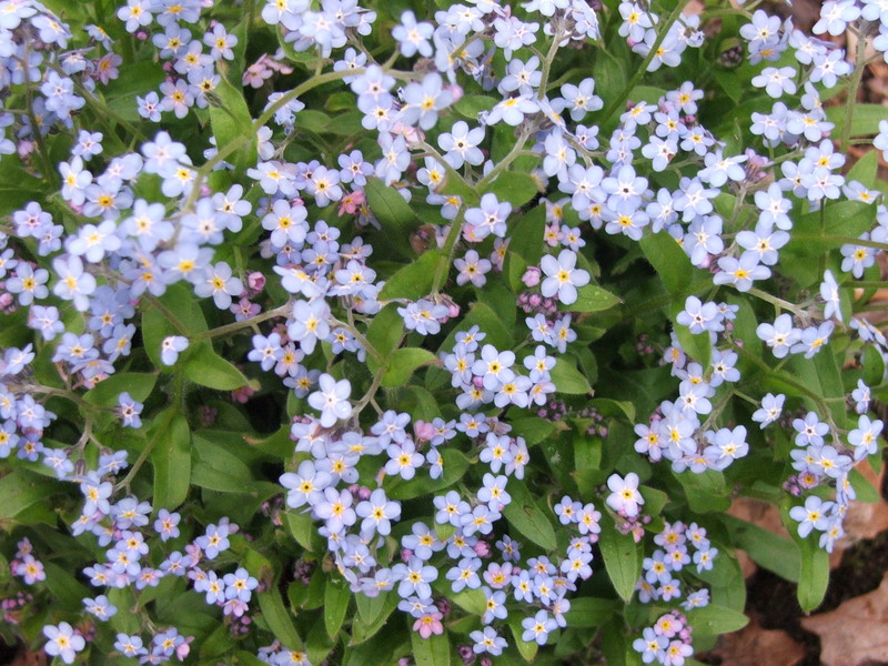 purple flowers growing in the middle of leaves