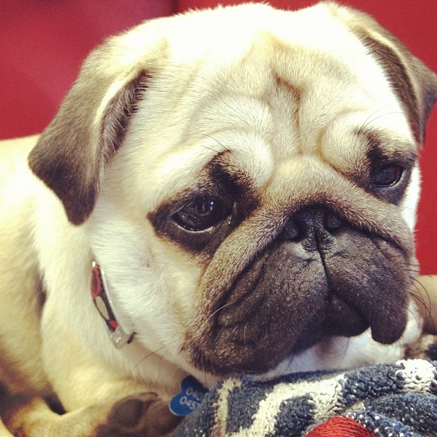 a pug laying on top of a rug