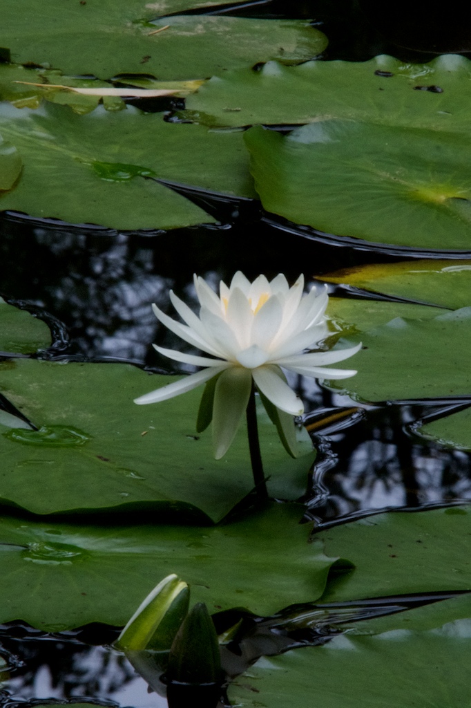 a water lily in the middle of some water lilies
