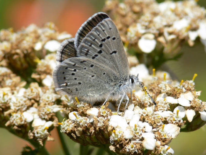 a small gray erfly sitting on top of a white flower