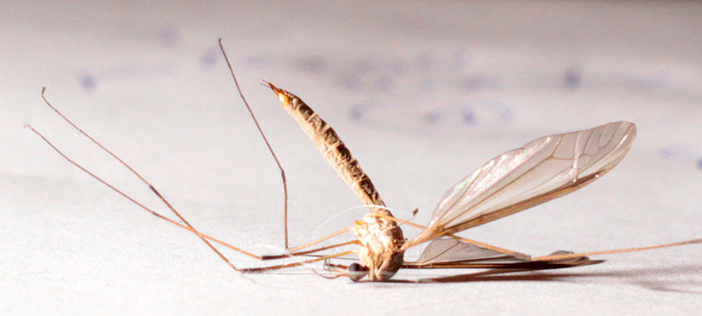 a large long legged insect resting on top of the floor