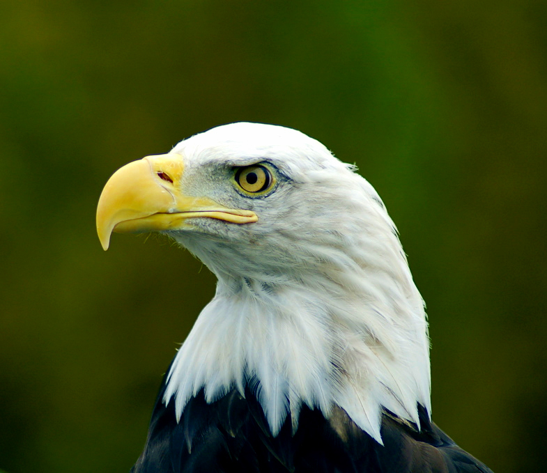 an image of a eagle looking away with a blurred background