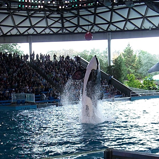 the jumping orca leaps from the water to the audience
