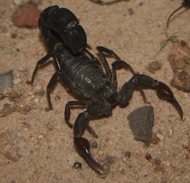 a black scorpion sitting on a ground next to a rock