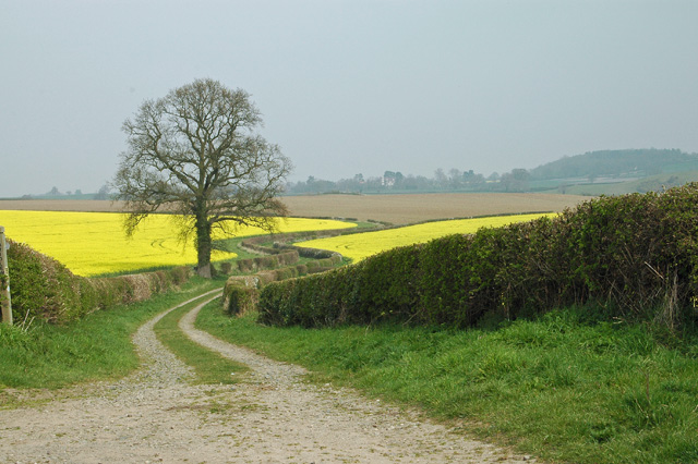 a dirt road with a tree and yellow field in the background