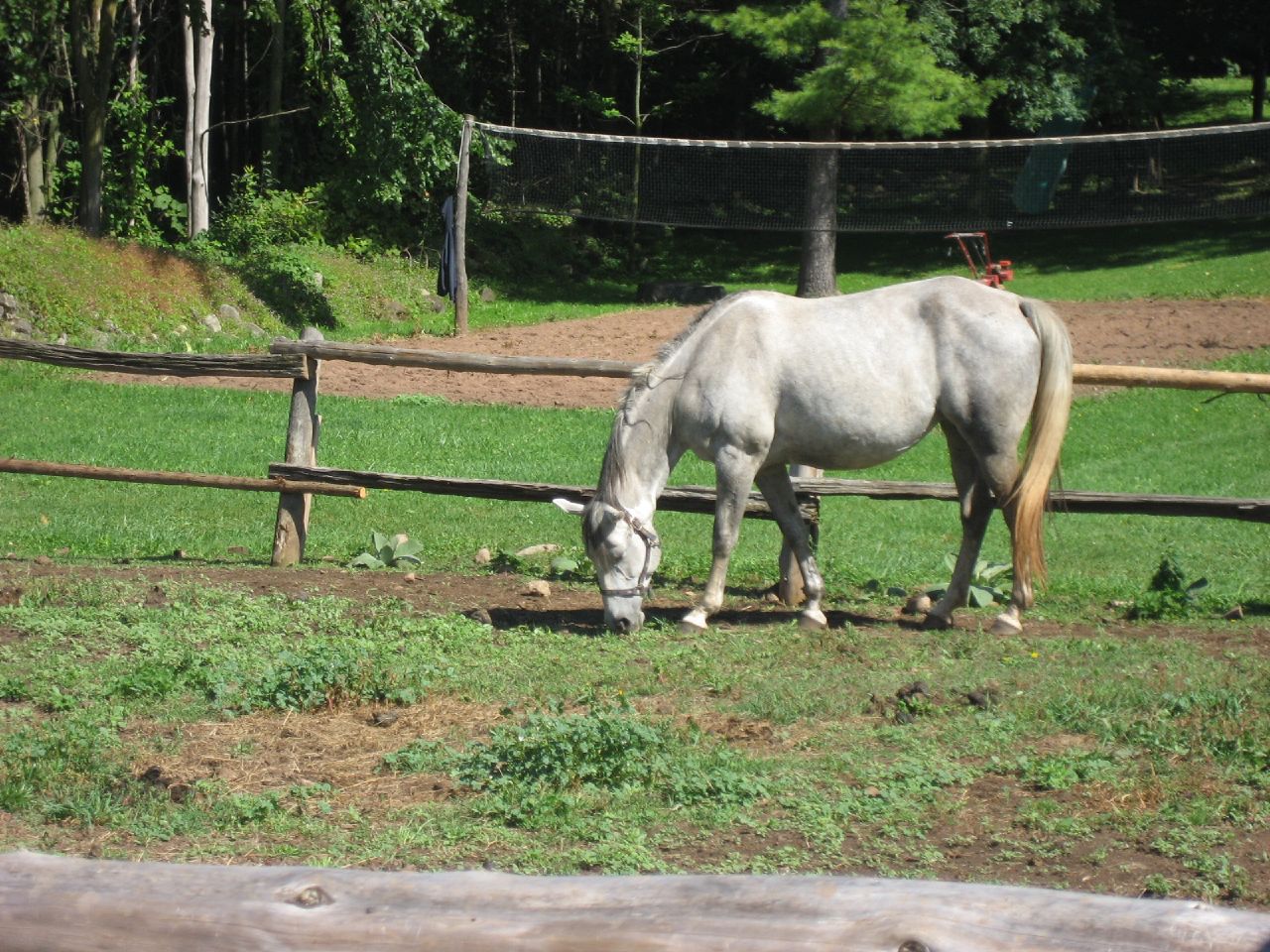 the horse stands alone in the grass near a fence