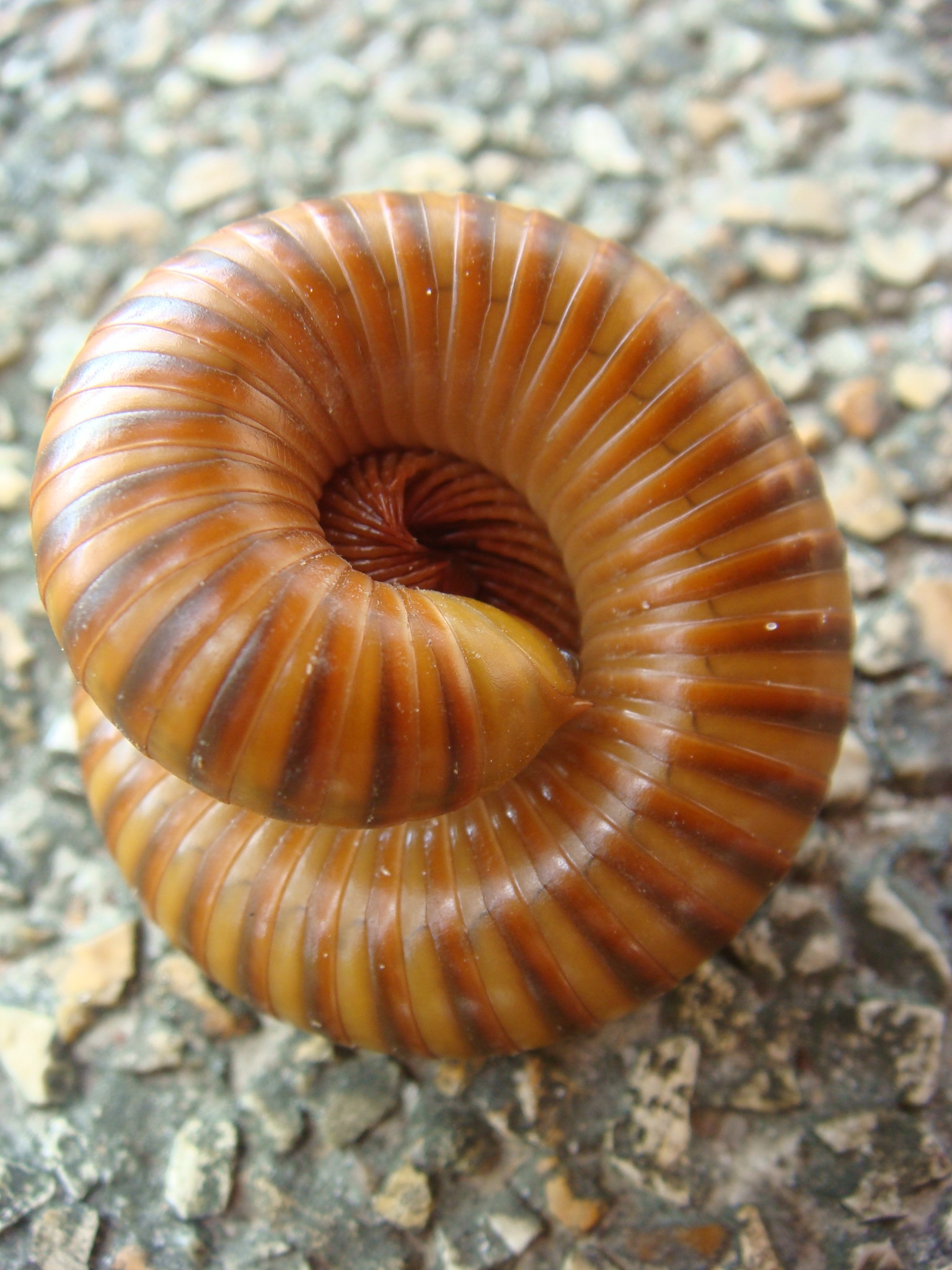 a close up of a large orange animal on ground