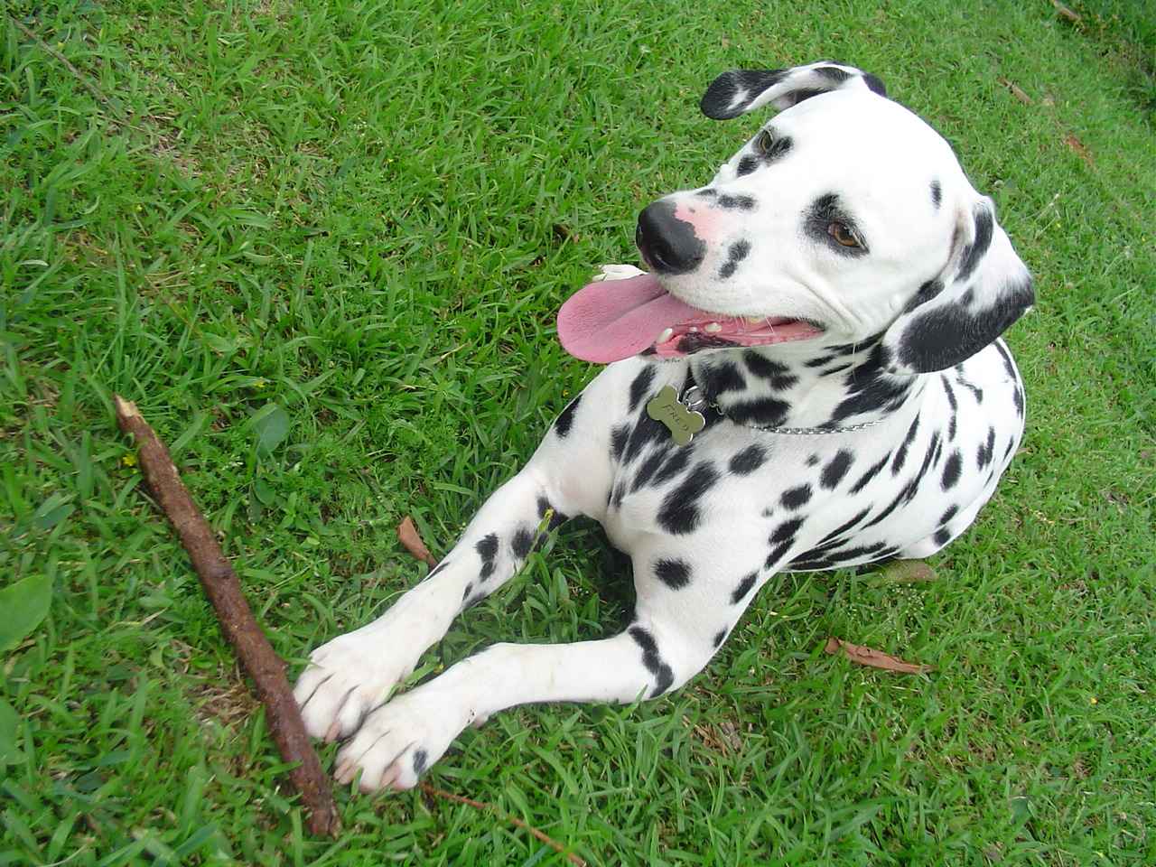 a dalmatian dog sitting on the grass with his tongue out