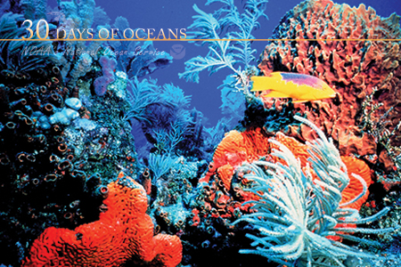 colorful corals with white, red and orange fish