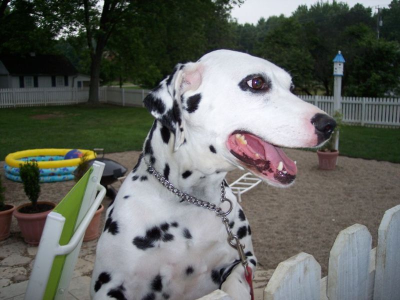 a dalmatian is on a leash near a fence
