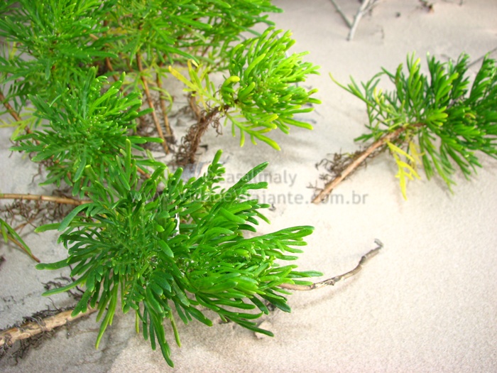 some plants that are growing on the sand