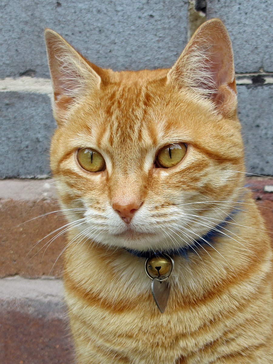 a brown striped cat with a blue collar