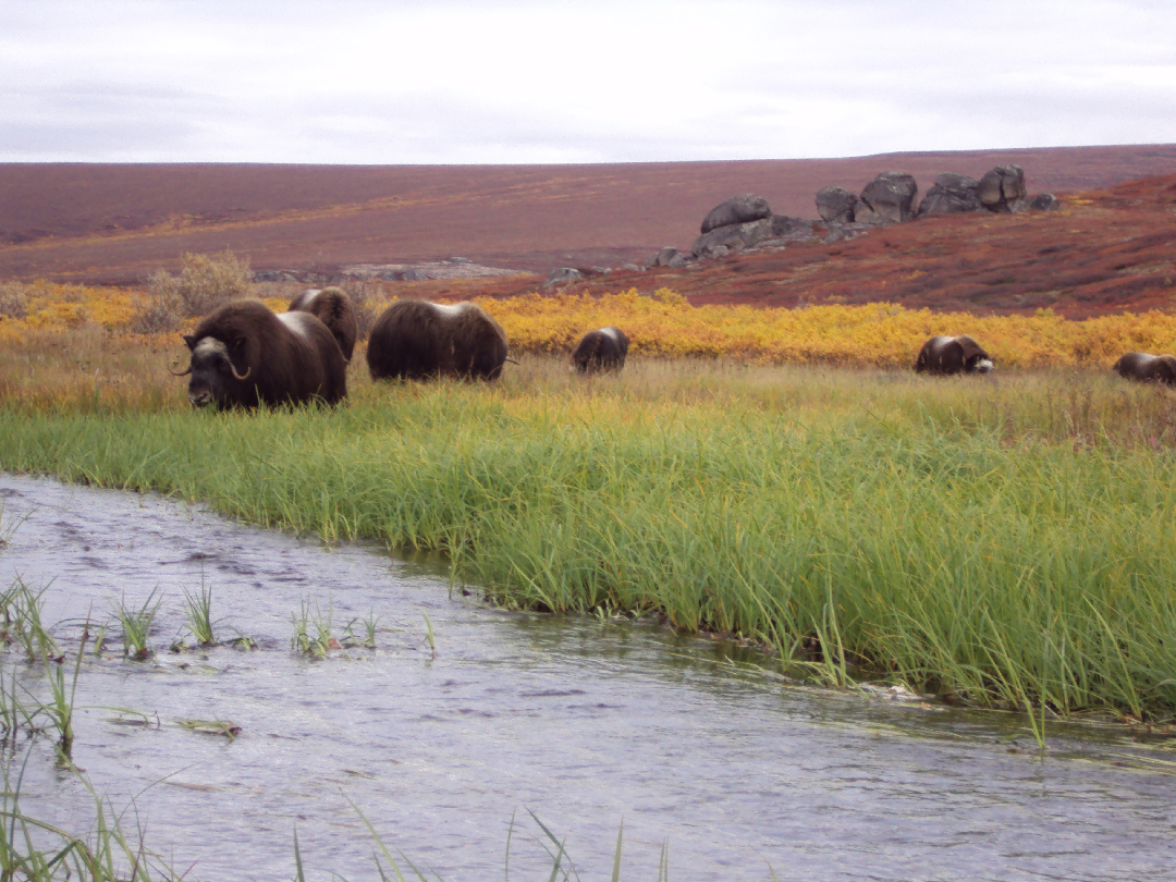 the animals are grazing in the grass near the river