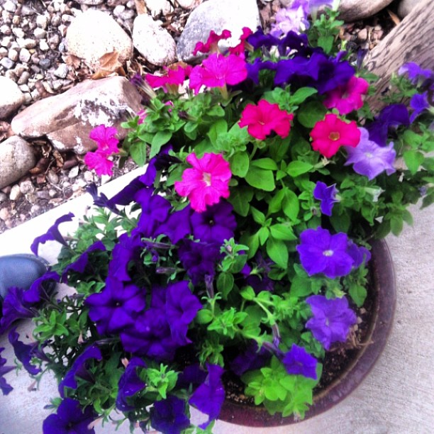 colorful flowers blooming in a pot of flower on a sidewalk