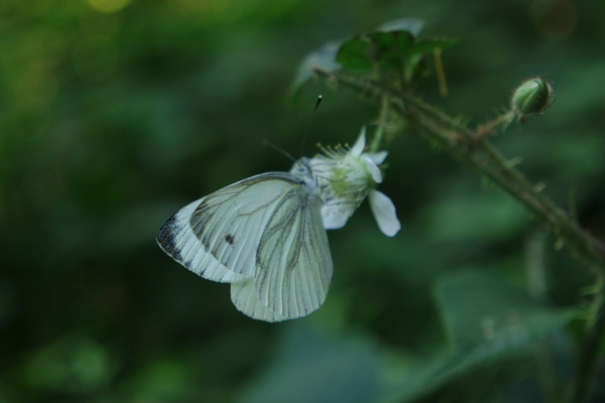 a white erfly with black markings sitting on a nch