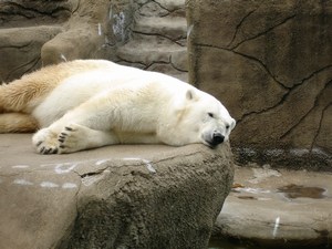 a polar bear sleeps on some rocks next to water