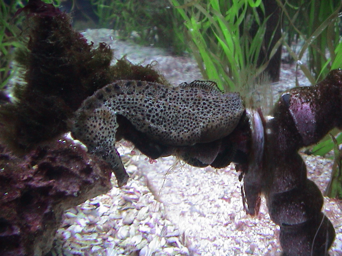 small turtle sitting on the end of some rocks and grass