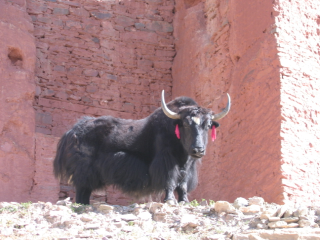 the cow with large horns is standing near the red building