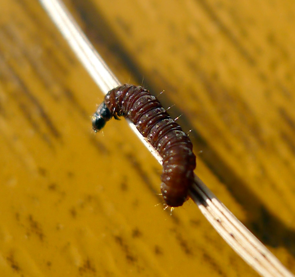 a very hairy insect hanging from a line