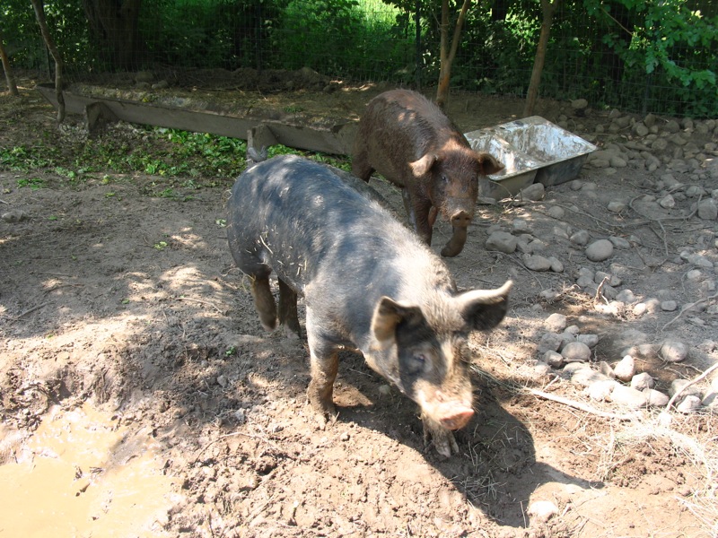 two pigs standing in the dirt with rocks and bushes