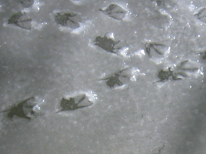 a bunch of small insect prints are in the snow