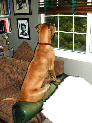 a dog that is sitting in the back of a chair