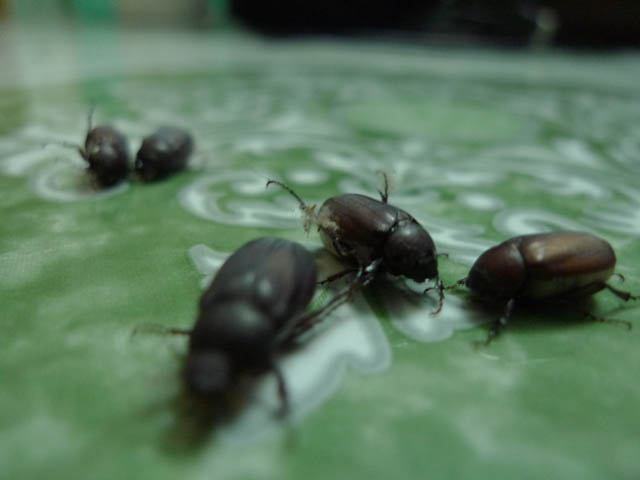 some dark colored bugs crawling on some water