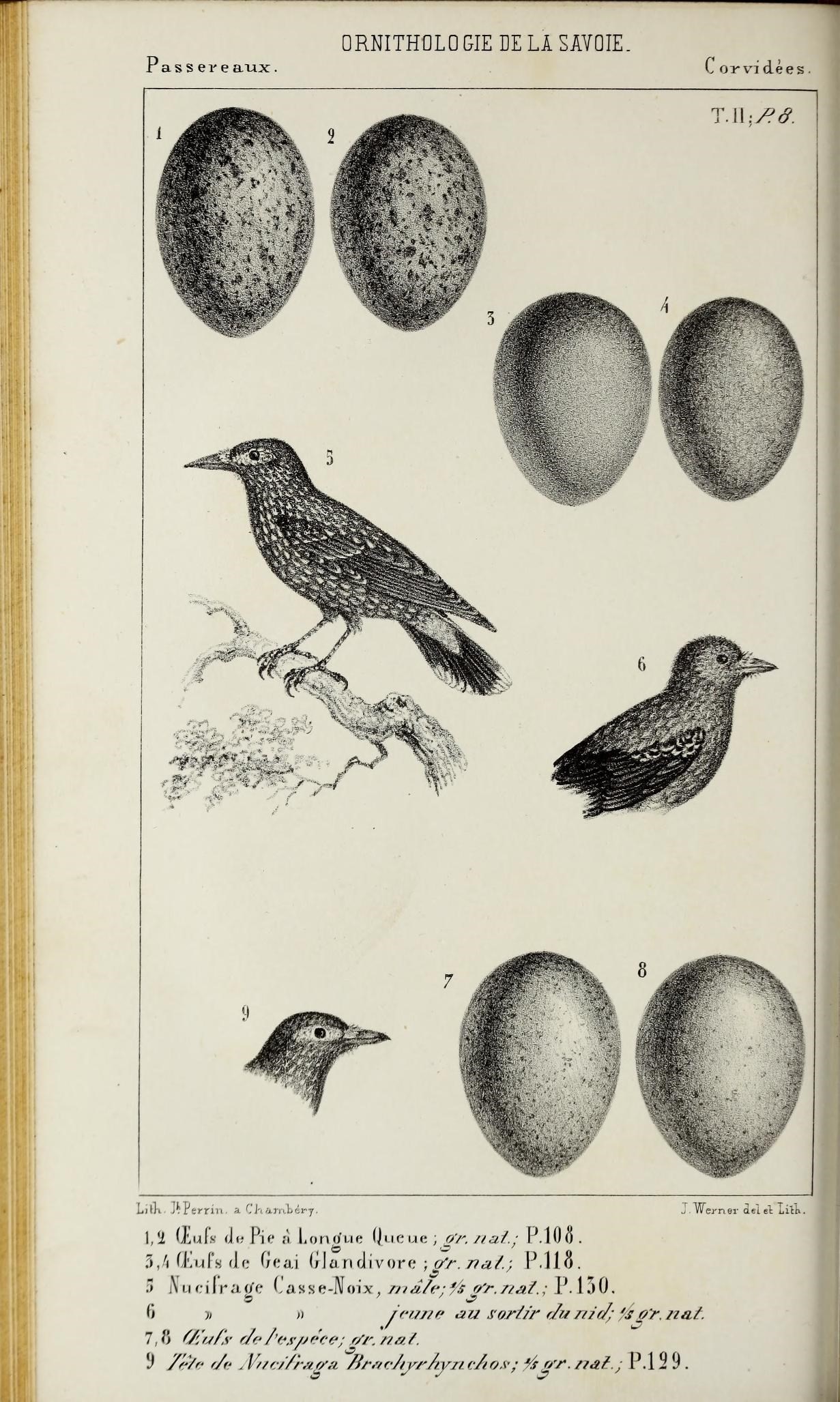 various birds are shown on an old book