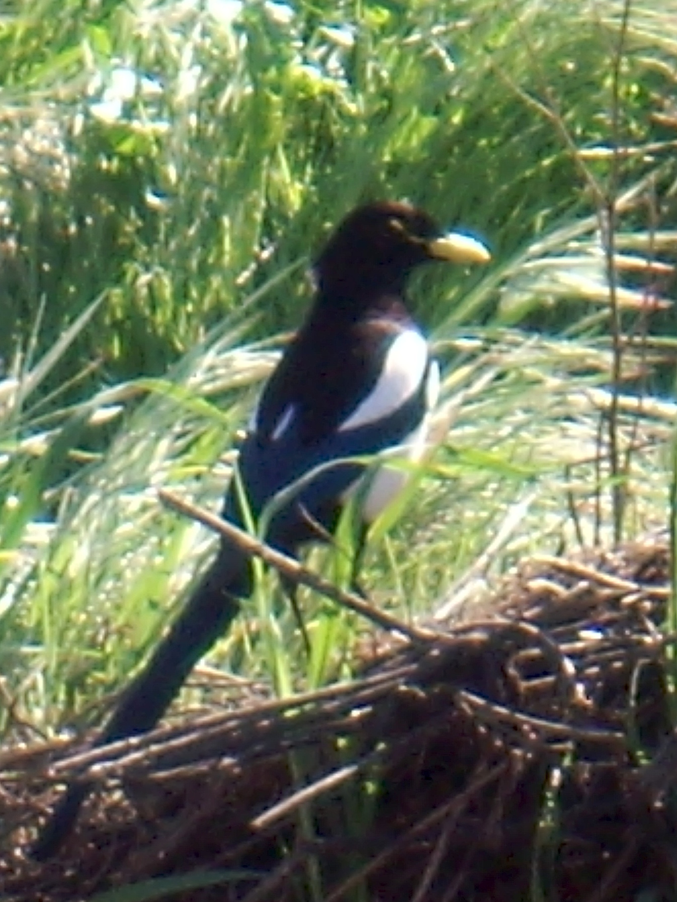 a bird sitting on a nch in grass