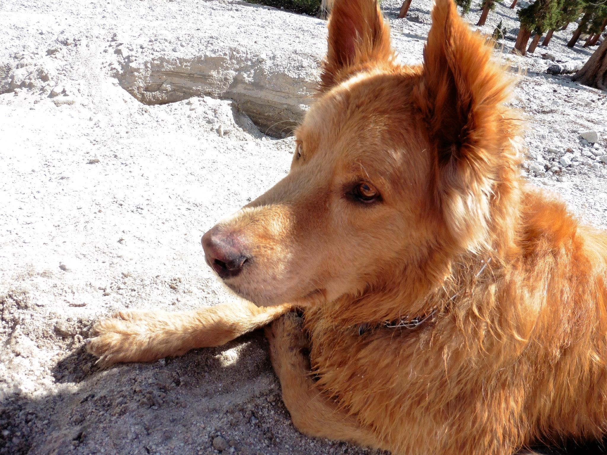 a golden brown dog laying on a rocky area