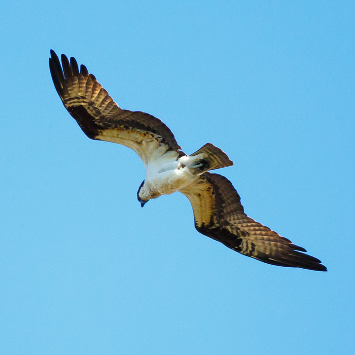 a white and brown bird flying over the blue sky