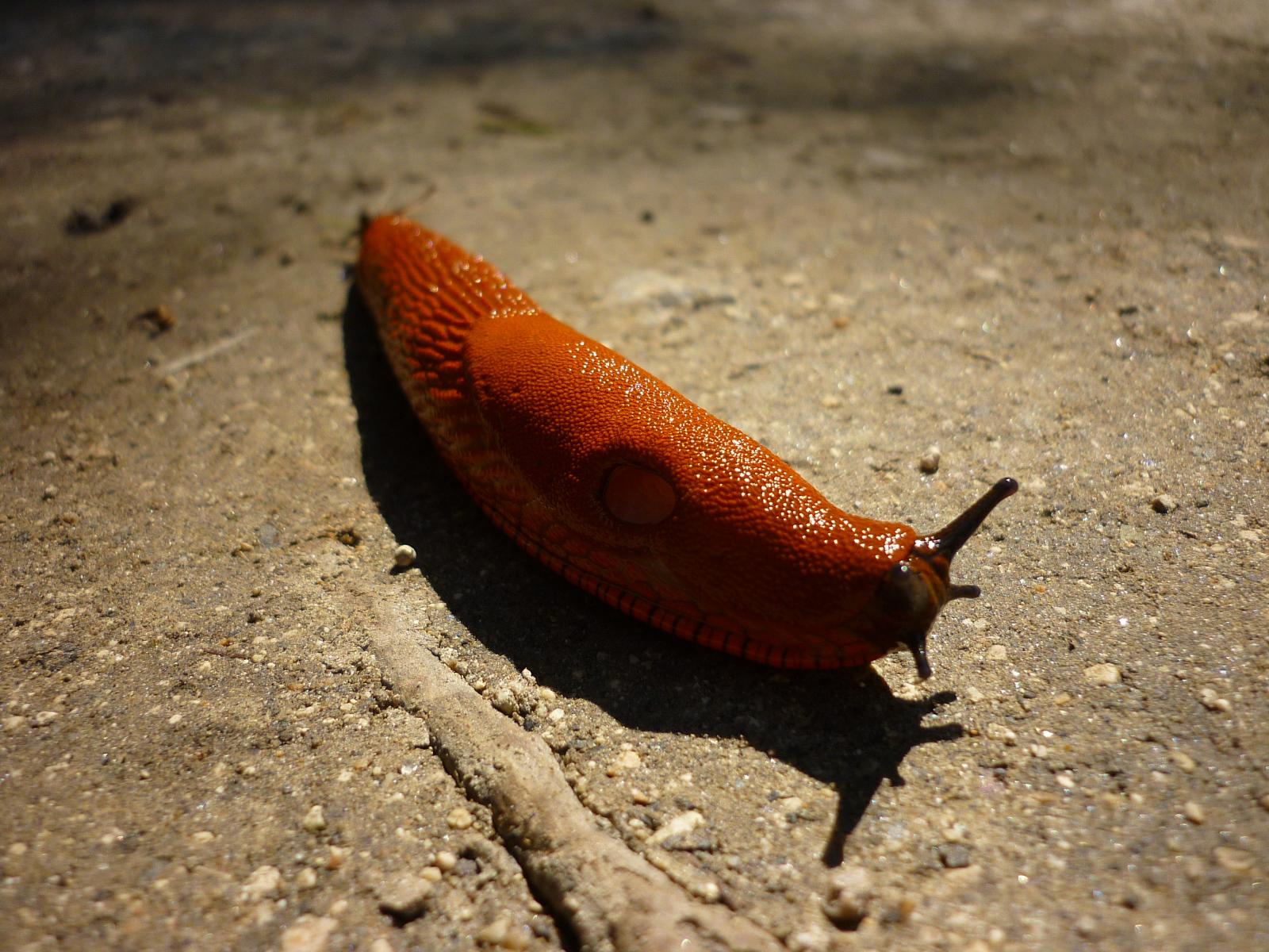 a small orange slug crawling across a dirty ground
